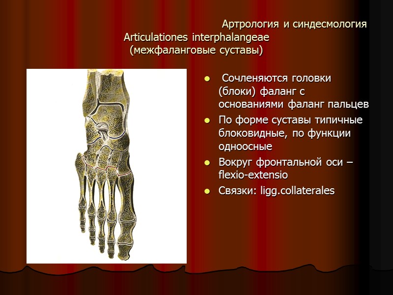 Артрология и синдесмология Articulationes interphalangeae  (межфаланговые суставы)  Сочленяются головки (блоки) фаланг с